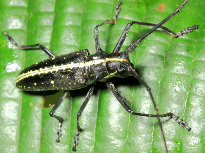 Longhorn Beetle, Taeniotes amazonum (Cerambycidae: Lamiinae)