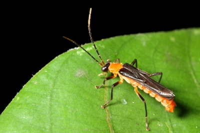Soldier Beetle, Maronius brevipennis (Cantharidae)