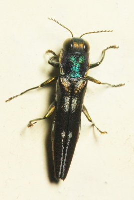 Jewel Beetle, Agrilus sp. (Buprestidae: Agrilinae)