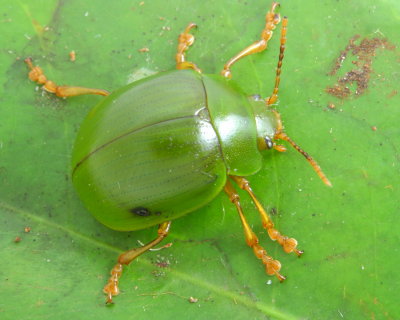 Leaf Beetle, Platyphora albovirens (Chrysomelidae: Chrysomelinae)