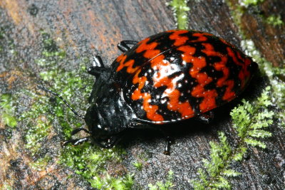 Pleasing Fungus Beetle, Erotylus sp. (Erotylidae)