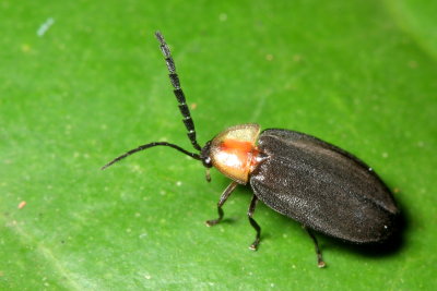 Firefly (Lampyridae: Lampyrinae)