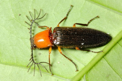 Click Beetle (Elateridae)