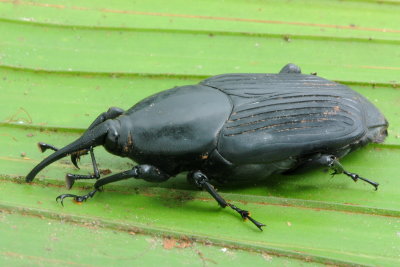 South American Palm Weevil, Rhynchophorus palmarum (Curculionidae: Dryophthorinae)