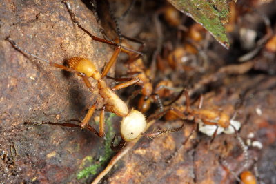 Army Ant, Eciton hamatum (Ecitoninae)