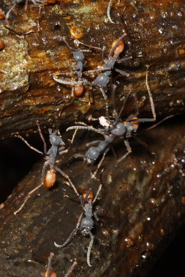 Army Ants, Eciton burchellii (Ecitoninae)