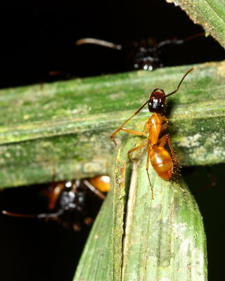Camponotus (Myrmothrix) atriceps (Formicinae)
