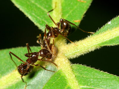 Megalomyrmex staudingeri (Myrmicinae)