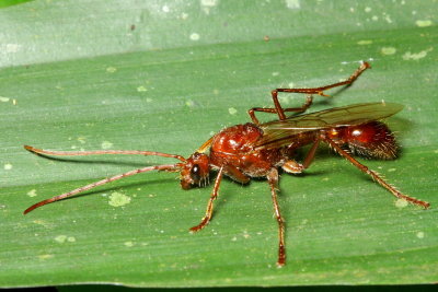 Bullet Ant, Paraponera clavata (Paraponerinae)