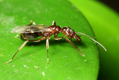 Trap-jaw Ant, Odontomachus haematodus grp. (Ponerinae)