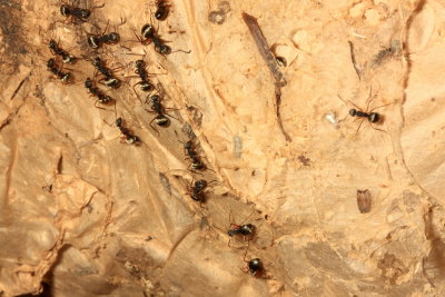 Camponotus (Myrmobrachys) sp. (Formicinae)