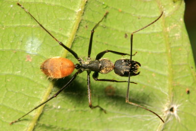 Camponotus (Tanaemyrmex) rapax (Formicinae)