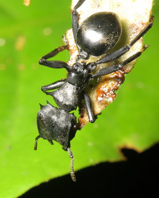 Giant Gliding Ant, Cephalotes atratus (Myrmicinae)