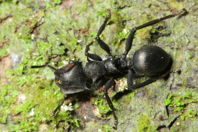 Giant Gliding Ant, Cephalotes atratus (Myrmicinae)