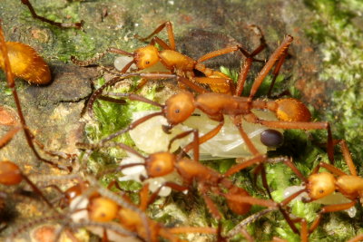 Army Ant, Eciton hamatum (Ecitoninae)