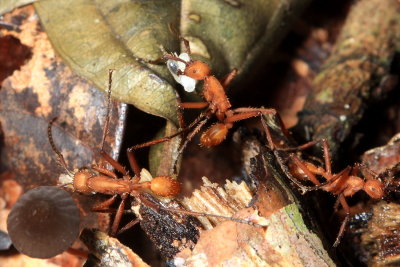 Army Ant, Eciton hamatum (Ecitoninae)