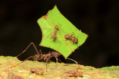Leafcutter Ants, Atta sp. (Myrmicinae)