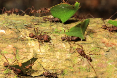 Leafcutter Ants, Atta sp. (Myrmicinae)