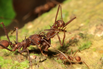 Leafcutter Ants, Atta sp. (Myrmicinae)