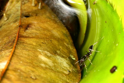 Trap-jaw Ant, Odontomachus sp. (Ponerinae)