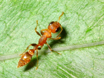 Pseudomyrmex sp. (Pseudomyrmecinae)