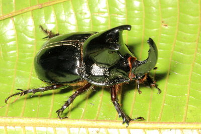 Rhinoceros Beetle, Megaceras crassum (Scarabaeidae: Dynastinae)