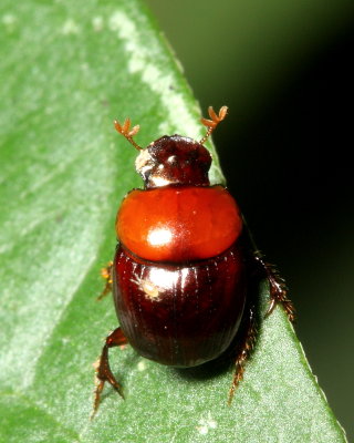 Dung Scarab, Canthidium sp. (Scarabaeidae: Scarabaeinae)
