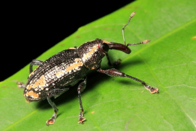 Weevil, Heilipus elegans (Curculionidae: Molytinae)