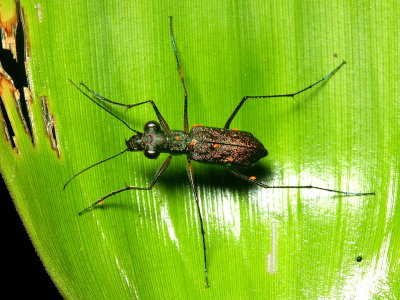 Tiger Beetle, Odontocheila sp. (Cicindelidae)