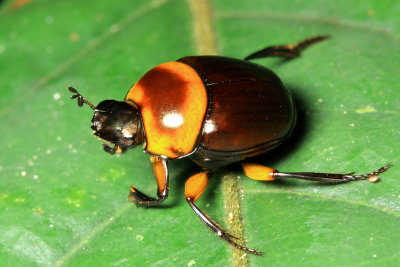 Dung Scarab, Canthon luteicollis (Scarabaeidae: Scarabaeinae)