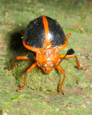 Handsome Fungus Beetle, Corynomalus marginatus (Endomychidae)