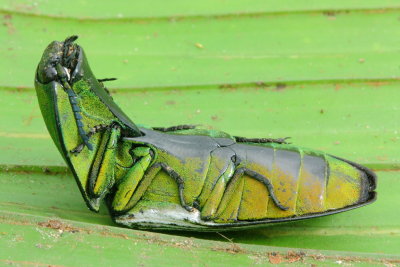 Click Beetle, Chalcolepidius sp. (Elateridae: Agrypninae)