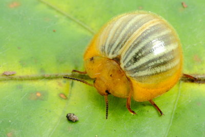 False Ladybird Beetle, Nilio sp. (Tenebrionidae: Nilioninae)