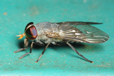 Horse Fly, Tabanus sp. (Tabanidae: Tabaninae)