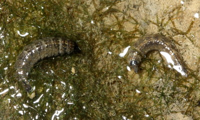 Soldier Fly larvae (Stratiomyidae)