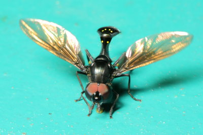 Flower Fly, Pelecinobaccha adspersa (Syrphidae: Syrphinae)