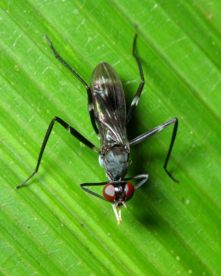 Stilt-legged Fly, Taeniaptera cf. (Micropezidae: Taeniapterinae)