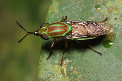 Soldier Fly, Promeranisa sp. (Stratiomyidae: Stratiomyinae)