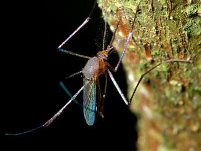 Mosquito, Wyeomyia sp. (Culicidae: Culicinae)