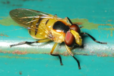 Flower Fly, Copestylum vagum complex (Syrphidae: Eristalinae)