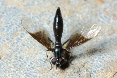 Flower Fly, Pelecinobaccha sp. (Syrphidae: Syrphinae)