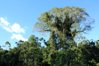 giant Ceiba