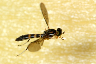 Soldier Fly, Merosargus sp. (Stratiomyidae: Sarginae)