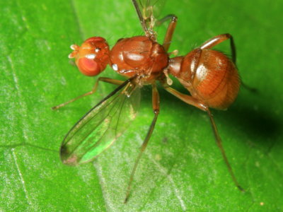 Ant-like Scavenger Fly, Meropliosepsis sexsetosa (Sepsidae)