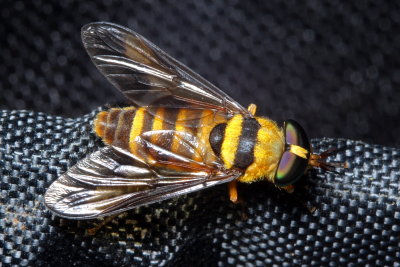 Horse Fly, Dichelacera (Dichelacera) sp. (Tabanidae: Tabaninae)