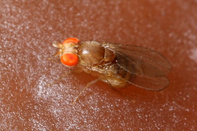 Vinegar Fly, Drosophila cf. (Drosophilidae: Drosophilinae)