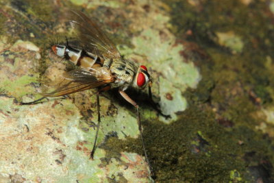 Parasitic Fly (Tachinidae: Dexiini)