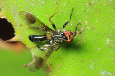 Richardiid Fly, Richardia sp. (Richardiidae: Richardiinae)