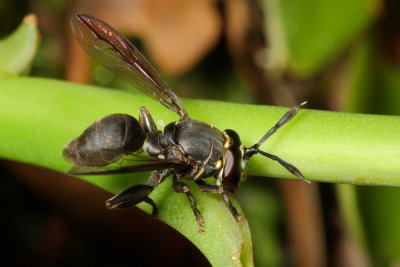 Flower Fly, Ceriana sp. (Syrphidae: Eristalinae)