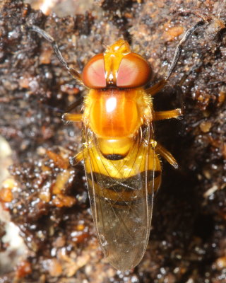 Flower Fly, Copestylum vagum complex (Syrphidae: Eristalinae)